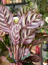 Kép betöltése a galériamegjelenítőbe: Calathea makoyana 12cm - Zebralevél
