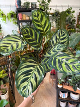 Kép betöltése a galériamegjelenítőbe: Calathea makoyana 12cm - Zebralevél
