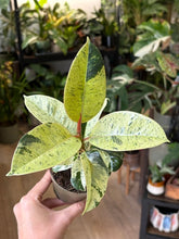 Kép betöltése a galériamegjelenítőbe: Ficus elastica "Shivereana" 9cm
