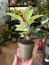 Kép betöltése a galériamegjelenítőbe: Ficus elastica "Shivereana" 9cm
