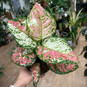 Aglaonema "Anyamanee Tricolor "  1.  - Rákvirág - Chinese Evergreen