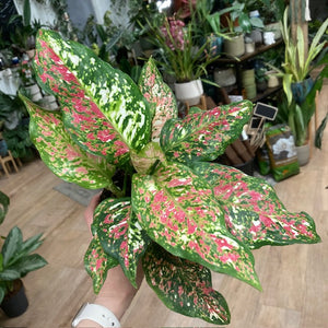 Aglaonema "Anyamanee Tricolor "  2.  - Rákvirág - Chinese Evergreen