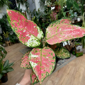 Aglaonema "Anyamanee Tricolor "  3.  - Rákvirág - Chinese Evergreen