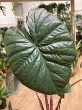 Kép betöltése a galériamegjelenítőbe: Alocasia &quot;Chocolate green&quot;
