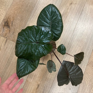 Alocasia "Chocolate green"