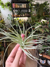 Kép betöltése a galériamegjelenítőbe: Tillandsia "Cotton Candy"
