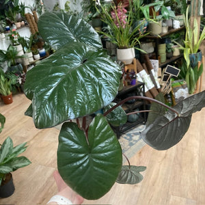 Alocasia "Chocolate green"