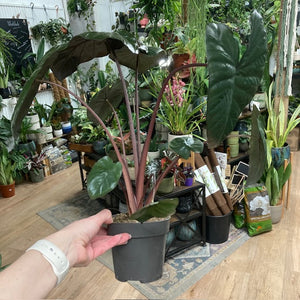 Alocasia "Chocolate green"