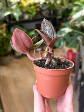 Kép betöltése a galériamegjelenítőbe: Anoectochilus chapaensis 6cm - Ékszerorchidea
