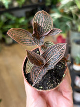 Kép betöltése a galériamegjelenítőbe: Anoectochilus chapaensis 6cm - Ékszerorchidea
