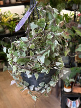 Kép betöltése a galériamegjelenítőbe: Ceropegia linearis "Merel" - Ámpolna gyertyavirág - Variegated string of hearts
