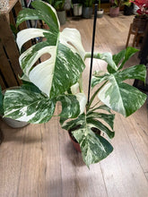 Kép betöltése a galériamegjelenítőbe: Monstera deliciosa albo variegata 15cm, 3-5 leveles
