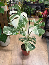Kép betöltése a galériamegjelenítőbe: Monstera deliciosa albo variegata 15cm, 3-5 leveles
