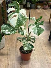 Kép betöltése a galériamegjelenítőbe: Monstera deliciosa albo variegata 15cm, 3-5 leveles
