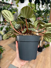 Kép betöltése a galériamegjelenítőbe: Peperomia "Mistique"- Törpebors - Tropical Home 
