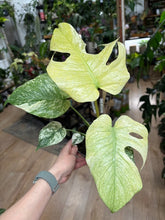 Kép betöltése a galériamegjelenítőbe: Monstera deliciosa "Mint" 12cm - Tropical Home 
