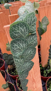 Rhaphidophora cryptantha - Tropical Home 