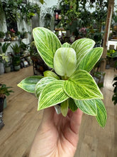 Kép betöltése a galériamegjelenítőbe: Philodendron "Peridot" - Tropical Home 
