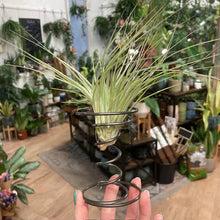 Kép betöltése a galériamegjelenítőbe: Tillandsia silver állványon
