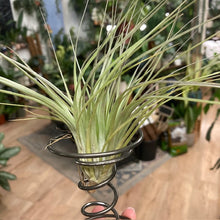 Kép betöltése a galériamegjelenítőbe: Tillandsia silver állványon
