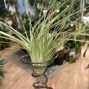 Tillandsia silver állványon