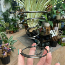 Kép betöltése a galériamegjelenítőbe: Tillandsia silver állványon
