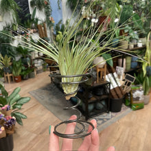 Kép betöltése a galériamegjelenítőbe: Tillandsia silver állványon
