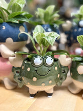 Kép betöltése a galériamegjelenítőbe: _Mini kaspó "Tengeri herkentyűk" - 9 féle - Tropical Home 
