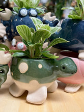 Kép betöltése a galériamegjelenítőbe: _Mini kaspó "Tengeri herkentyűk" - 9 féle - Tropical Home 
