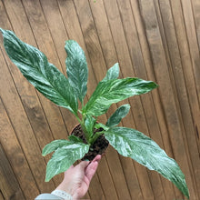 Kép betöltése a galériamegjelenítőbe: Spathiphyllum &#39;Diamond&#39; variegated - Vitorlavirág tarka - Peace lily
