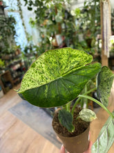 Kép betöltése a galériamegjelenítőbe: Alocasia "Dragon scale mint" 11cm - 5.
