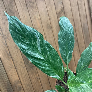 Spathiphyllum 'Diamond' variegated - Vitorlavirág tarka - Peace lily