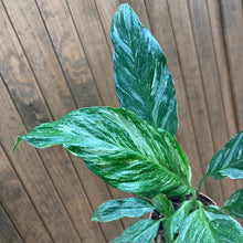 Kép betöltése a galériamegjelenítőbe: Spathiphyllum &#39;Diamond&#39; variegated - Vitorlavirág tarka - Peace lily
