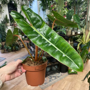 Philodendron billietiae