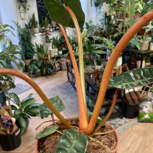 Philodendron billietiae