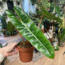 Kép betöltése a galériamegjelenítőbe: Philodendron billietiae
