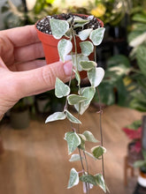 Kép betöltése a galériamegjelenítőbe: Ceropegia linearis "Merel" 6cm  - Ámpolna gyertyavirág - Variegated string of hearts
