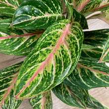Kép betöltése a galériamegjelenítőbe: Aglaonema - Rákvirág - Chinese Evergreen - Tropical Home 
