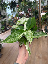 Kép betöltése a galériamegjelenítőbe: Epipremnum pinnatum "Marble variegata" - Tropical Home 
