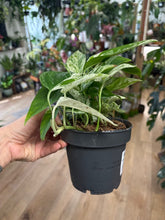 Kép betöltése a galériamegjelenítőbe: Epipremnum pinnatum "Marble variegata" - Tropical Home 
