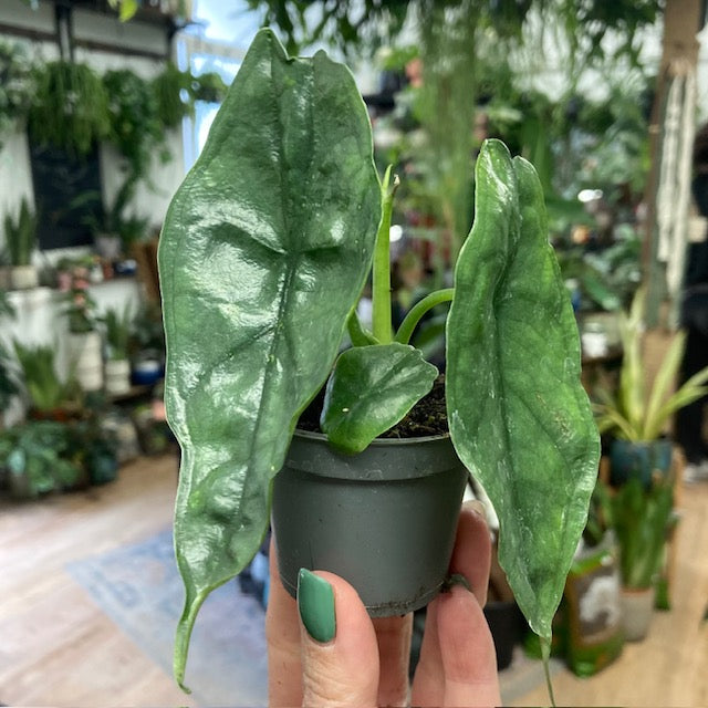 Alocasia heterophylla 