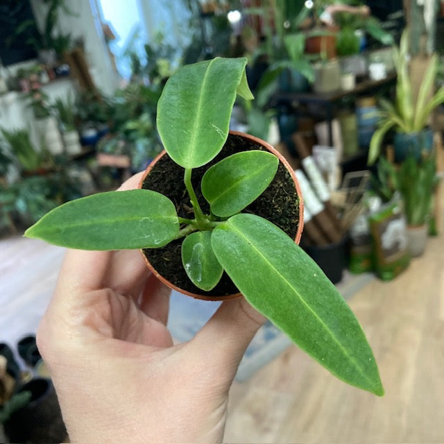 Anthurium warocqueanum mini