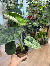 Kép betöltése a galériamegjelenítőbe: Alocasia "Dragon scale mint" 11cm - 7.
