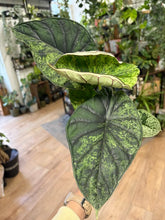 Kép betöltése a galériamegjelenítőbe: Alocasia "Dragon scale mint" 11cm - 7.
