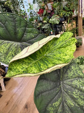 Kép betöltése a galériamegjelenítőbe: Alocasia "Dragon scale mint" 11cm - 7.
