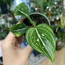 Kép betöltése a galériamegjelenítőbe: Aglaonema &quot;Tom&#39;s pride&quot; - Rákvirág - Chinese Evergreen
