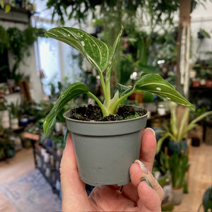 Aglaonema "Tom's pride" - Rákvirág - Chinese Evergreen