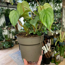 Kép betöltése a galériamegjelenítőbe: Philodendron majestic
