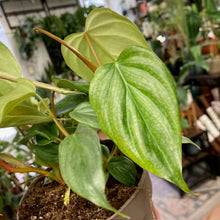 Kép betöltése a galériamegjelenítőbe: Philodendron majestic
