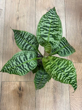 Kép betöltése a galériamegjelenítőbe: Dracaena goldieana 14cm - Sárkányfa - Queen of Dracaenas - két méretben
